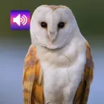 Owl: Sounds & Ringtones Icon