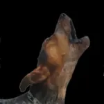 Barking Dog Sounds Icon