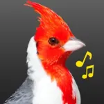 Pássaros Do Brasil Icon