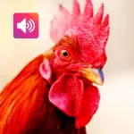 Rooster Sound: Ringtone, Alarm Icon