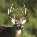 Whitetail Deer Calls Icon