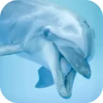 Dolphin Sounds Icon
