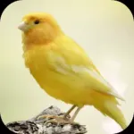 Canary Bird Sounds Icon