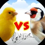 Canary vs goldfinch Icon