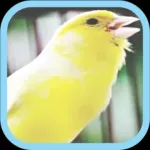 Masteran Kicau Burung Kenari Icon