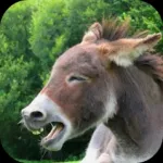 Donkey Sounds Icon