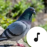 Pigeon Sounds Icon