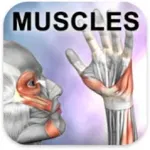 Learn Muscles: Anatomy Icon