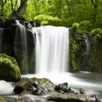 Relax Forest: sleep sounds Icon