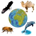 Sounds of Fauna + ringtones Icon