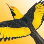 Morcombe's Birds of Aus (Lite) Icon