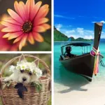 Photo Collage Editor Icon