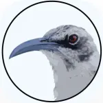 BirdsEye Galápagos Icon