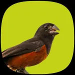 Curió Campeão Icon