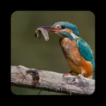 Birds Of Europe Guide Icon