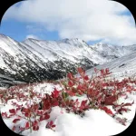 Snow Nature beauty: free wallpapers Icon