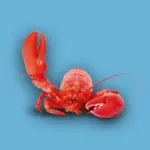 FRANKFURT GEHT AUS! Icon