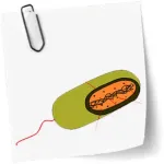 Microbiology course Icon