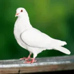 Dove Sounds Icon
