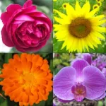 Flowers Quiz - Identify Plants Icon