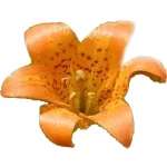 Yosemite Wildflowers Icon