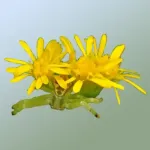 Kentucky Wildflowers Icon