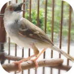 Master Kicau Ciblek Juara 2025 Icon