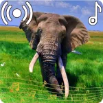 Elephant Sounds Ringtone Icon