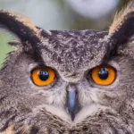 Owl Sounds Icon