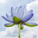 佛经佛歌【佛咒佛曲】 Icon