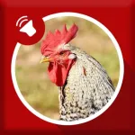 Rooster Sounds Icon