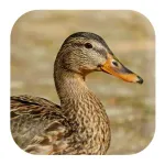 Duck Sounds Icon
