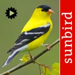 Bird Song Id USA songs & calls Icon