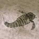 geotimescale enhanced Icon