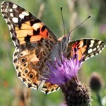 Butterfly Spotter (offline) Icon