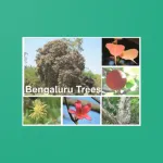 Bengaluru Trees Icon