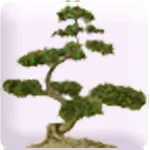 Mindful Attitude & Meditation Icon