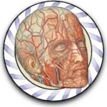 Speed Angiology MD Icon