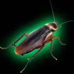 KillCockroach Icon