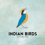 Indian Birds Icon